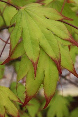- Acer palmatum 'Tsuma beni' Japanese Maple - Mr Maple │ Buy Japanese Maple Trees