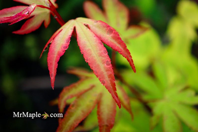 - Acer palmatum 'Tsuma beni' Japanese Maple - Mr Maple │ Buy Japanese Maple Trees