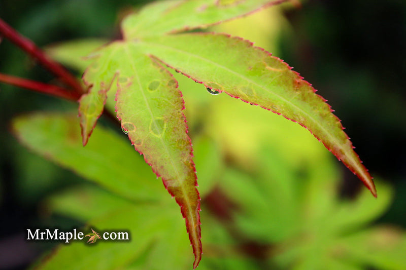 - Acer palmatum 'Tsuma beni' Japanese Maple - Mr Maple │ Buy Japanese Maple Trees