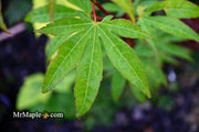 - Acer palmatum 'Tsuma beni' Japanese Maple - Mr Maple │ Buy Japanese Maple Trees