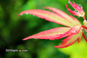 - Acer palmatum 'Tsuma beni' Japanese Maple - Mr Maple │ Buy Japanese Maple Trees