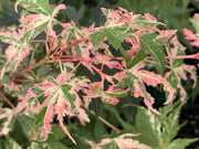 - Acer palmatum 'Tsuru no mai' Japanese Maple - Mr Maple │ Buy Japanese Maple Trees
