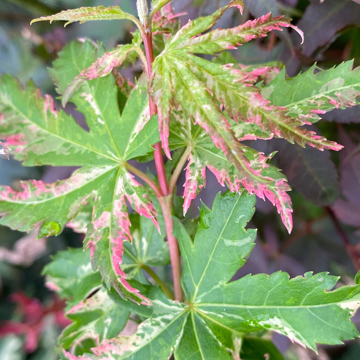 Buy Acer palmatum 