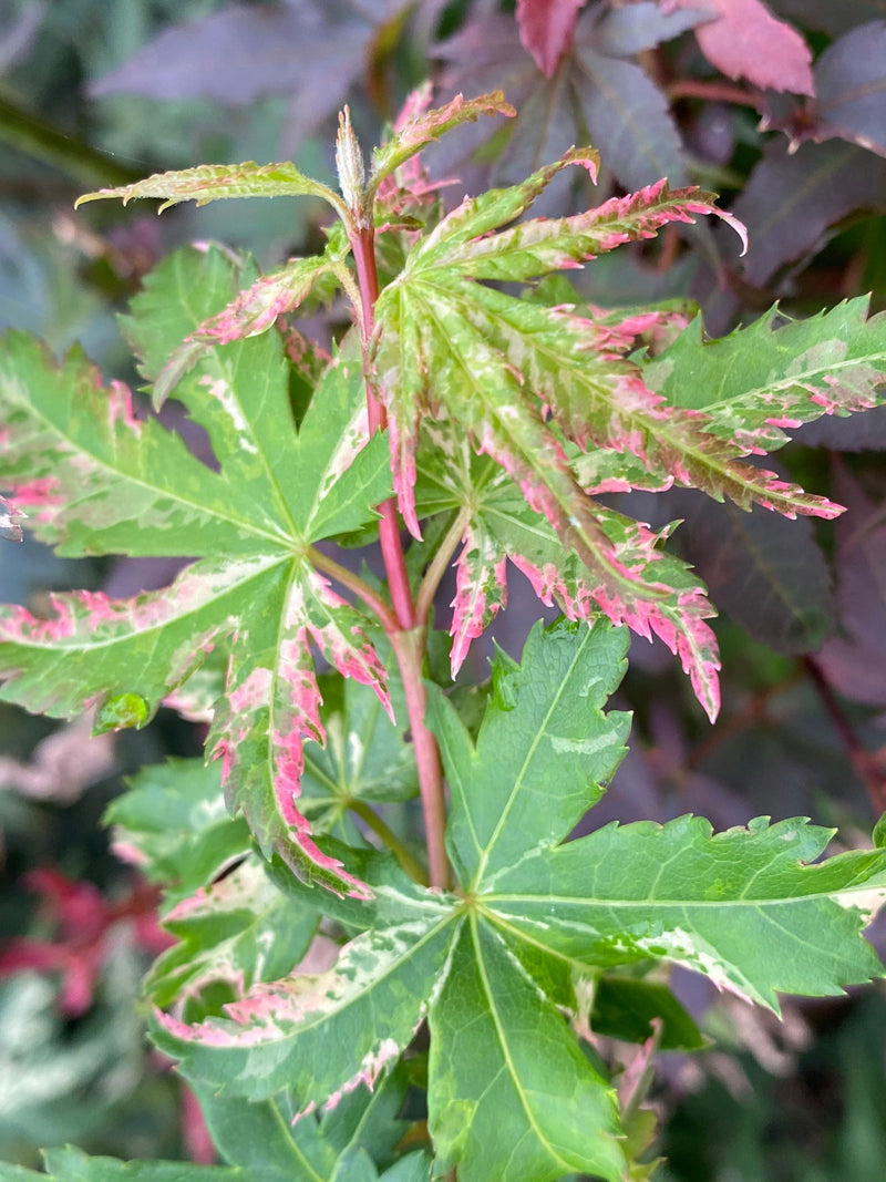 - Acer palmatum 'Tsuru no mai' Japanese Maple - Mr Maple │ Buy Japanese Maple Trees