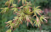 - Acer palmatum 'Tsuru no mai' Japanese Maple - Mr Maple │ Buy Japanese Maple Trees
