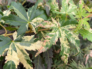 - Acer palmatum 'Tsuru no mai' Japanese Maple - Mr Maple │ Buy Japanese Maple Trees