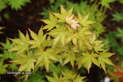 - Acer palmatum 'Tsuru no mai' Japanese Maple - Mr Maple │ Buy Japanese Maple Trees