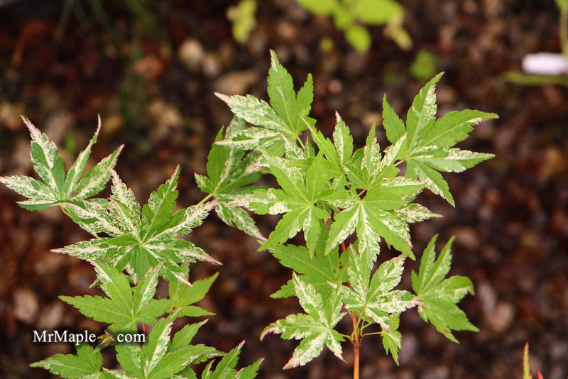 - Acer palmatum 'Tsuru no mai' Japanese Maple - Mr Maple │ Buy Japanese Maple Trees