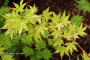 - Acer palmatum 'Tsuru no mai' Japanese Maple - Mr Maple │ Buy Japanese Maple Trees