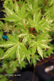 - Acer palmatum 'Tsuru no mai' Japanese Maple - Mr Maple │ Buy Japanese Maple Trees