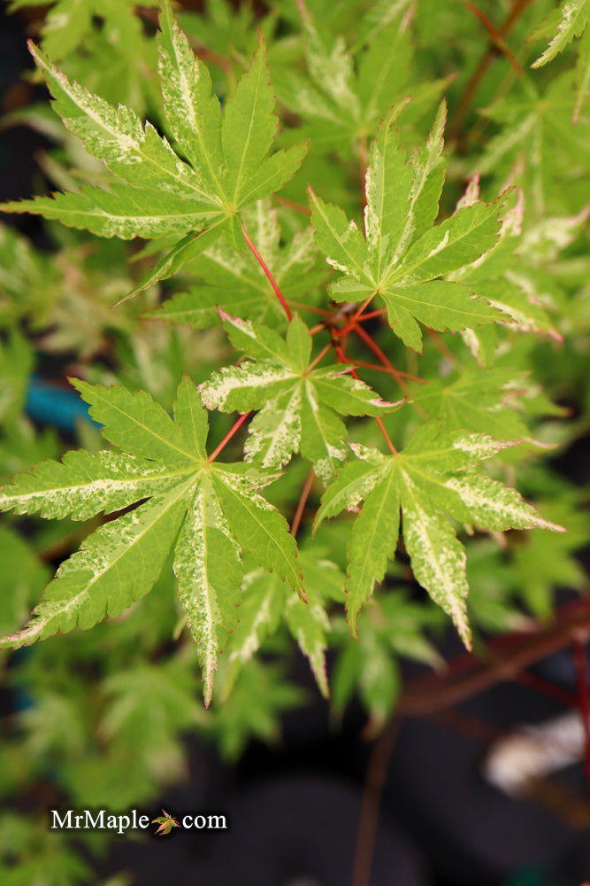 - Acer palmatum 'Tsuru no mai' Japanese Maple - Mr Maple │ Buy Japanese Maple Trees