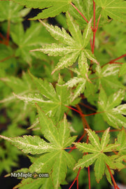 - Acer palmatum 'Tsuru no mai' Japanese Maple - Mr Maple │ Buy Japanese Maple Trees