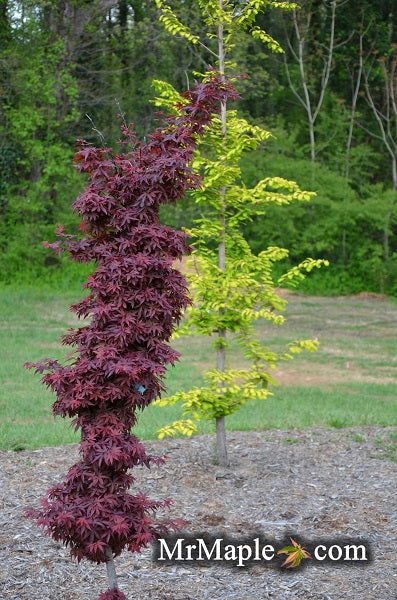 - Acer palmatum 'Twombly's Red Sentinel' Columnar Japanese Maple - Mr Maple │ Buy Japanese Maple Trees