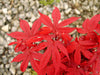 - Acer palmatum 'Twombly's Red Sentinel' Columnar Japanese Maple - Mr Maple │ Buy Japanese Maple Trees