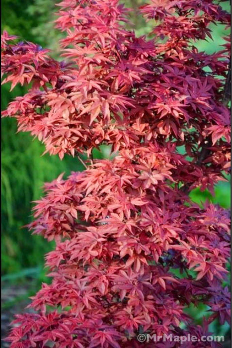 - Acer palmatum 'Twombly's Red Sentinel' Columnar Japanese Maple - Mr Maple │ Buy Japanese Maple Trees