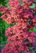 - Acer palmatum 'Twombly's Red Sentinel' Columnar Japanese Maple - Mr Maple │ Buy Japanese Maple Trees