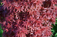 - Acer palmatum 'Twombly's Red Sentinel' Columnar Japanese Maple - Mr Maple │ Buy Japanese Maple Trees