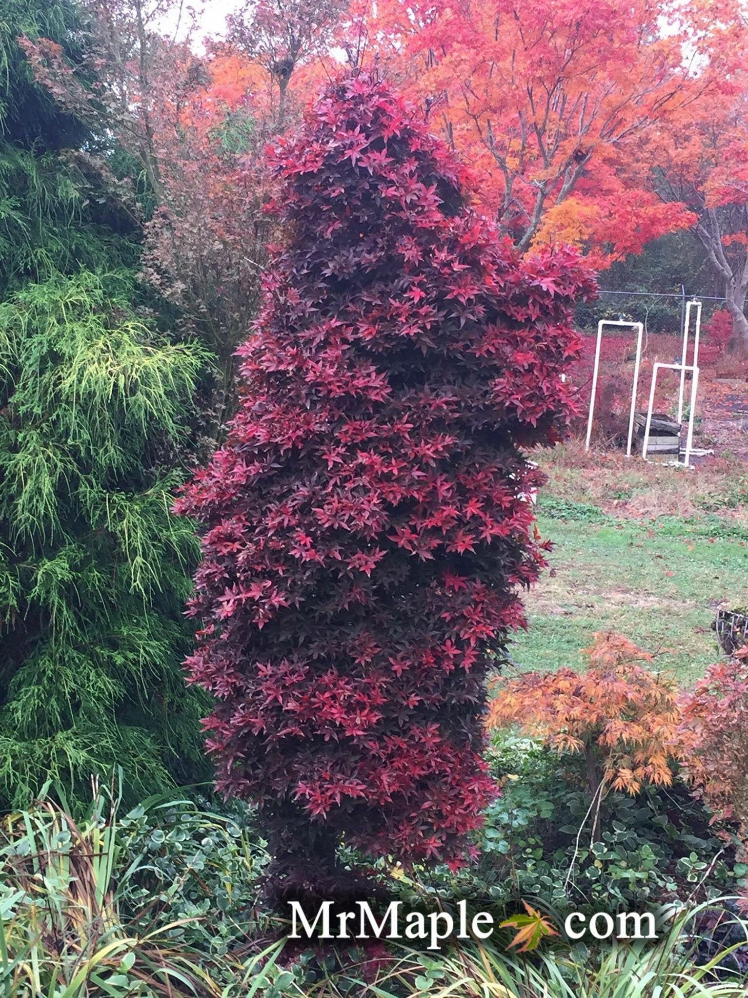 Sentinel Maple Buy Acer palmatum 'Twombly's Red Sentinel' Columnar Japanese Maple — Mr ...