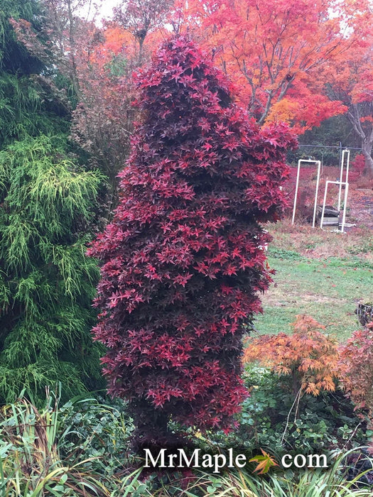 - Acer palmatum 'Twombly's Red Sentinel' Columnar Japanese Maple - Mr Maple │ Buy Japanese Maple Trees