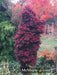 - Acer palmatum 'Twombly's Red Sentinel' Columnar Japanese Maple - Mr Maple │ Buy Japanese Maple Trees