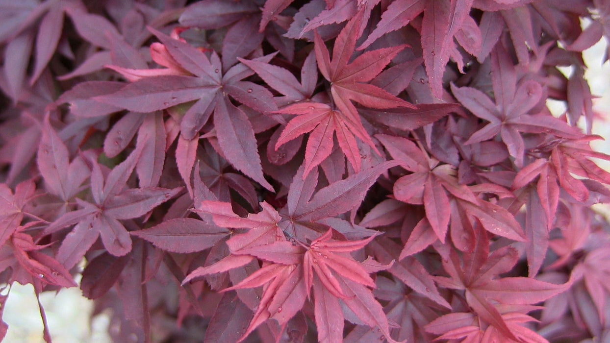 - Acer palmatum 'Twombly's Red Sentinel' Columnar Japanese Maple - Mr Maple │ Buy Japanese Maple Trees