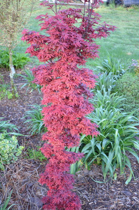 - Acer palmatum 'Twombly's Red Sentinel' Columnar Japanese Maple - Mr Maple │ Buy Japanese Maple Trees