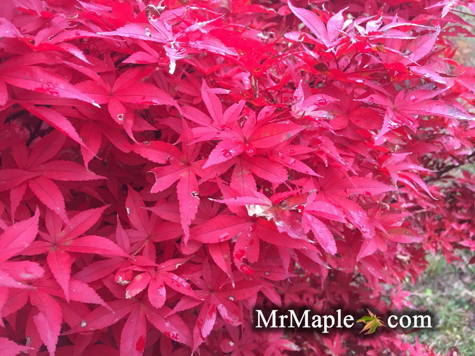 Buy Acer palmatum 'Twombly's Red Sentinel' Columnar Japanese Maple
