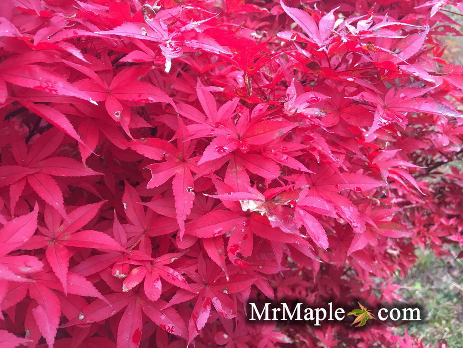 - Acer palmatum 'Twombly's Red Sentinel' Columnar Japanese Maple - Mr Maple │ Buy Japanese Maple Trees