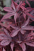 - Acer palmatum 'Twombly's Red Sentinel' Columnar Japanese Maple - Mr Maple │ Buy Japanese Maple Trees