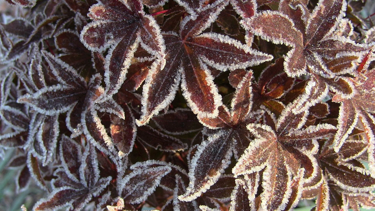 - Acer palmatum 'Twombly's Red Sentinel' Columnar Japanese Maple - Mr Maple │ Buy Japanese Maple Trees