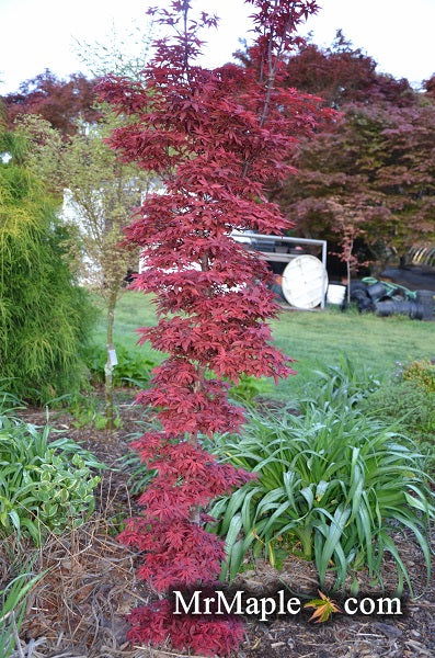 - Acer palmatum 'Twombly's Red Sentinel' Columnar Japanese Maple - Mr Maple │ Buy Japanese Maple Trees