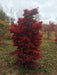 - Acer palmatum 'Twombly's Red Sentinel' Columnar Japanese Maple - Mr Maple │ Buy Japanese Maple Trees