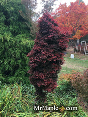 - Acer palmatum 'Twombly's Red Sentinel' Columnar Japanese Maple - Mr Maple │ Buy Japanese Maple Trees