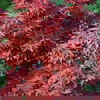- Acer palmatum 'Twombly's Red Sentinel' Columnar Japanese Maple - Mr Maple │ Buy Japanese Maple Trees
