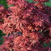 - Acer palmatum 'Twombly's Red Sentinel' Columnar Japanese Maple - Mr Maple │ Buy Japanese Maple Trees