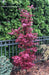 - Acer palmatum 'Twombly's Red Sentinel' Columnar Japanese Maple - Mr Maple │ Buy Japanese Maple Trees