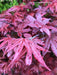 - Acer palmatum 'Twombly's Red Sentinel' Columnar Japanese Maple - Mr Maple │ Buy Japanese Maple Trees