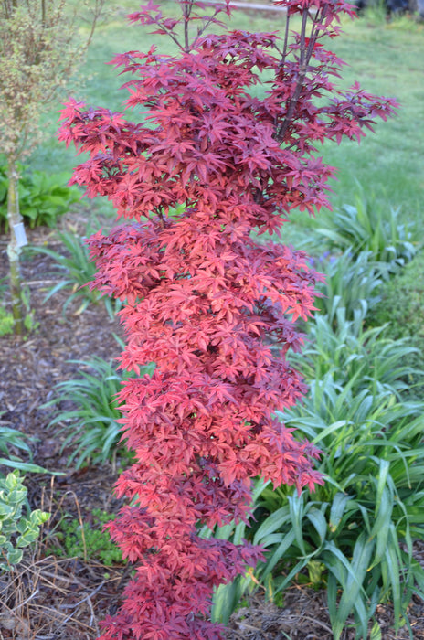 - Acer palmatum 'Twombly's Red Sentinel' Columnar Japanese Maple - Mr Maple │ Buy Japanese Maple Trees