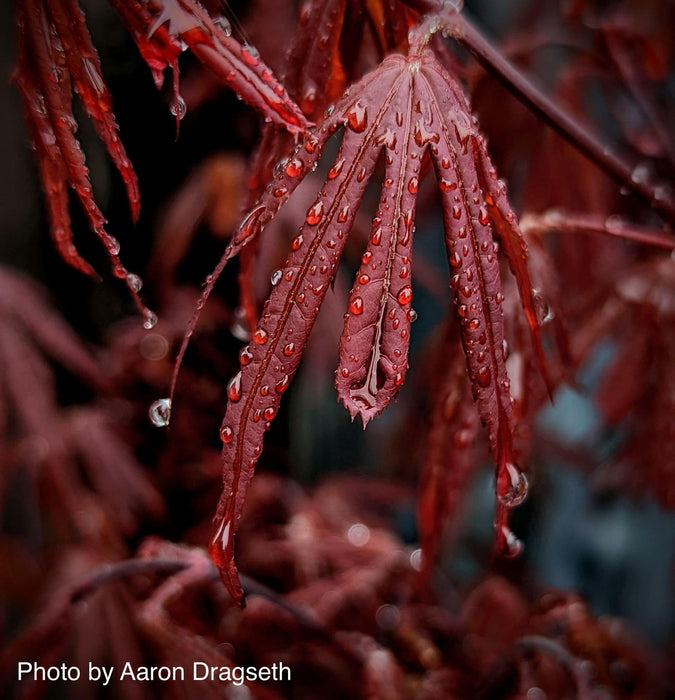 - Acer palmatum 'Twombly's Red Sentinel' Columnar Japanese Maple - Mr Maple │ Buy Japanese Maple Trees