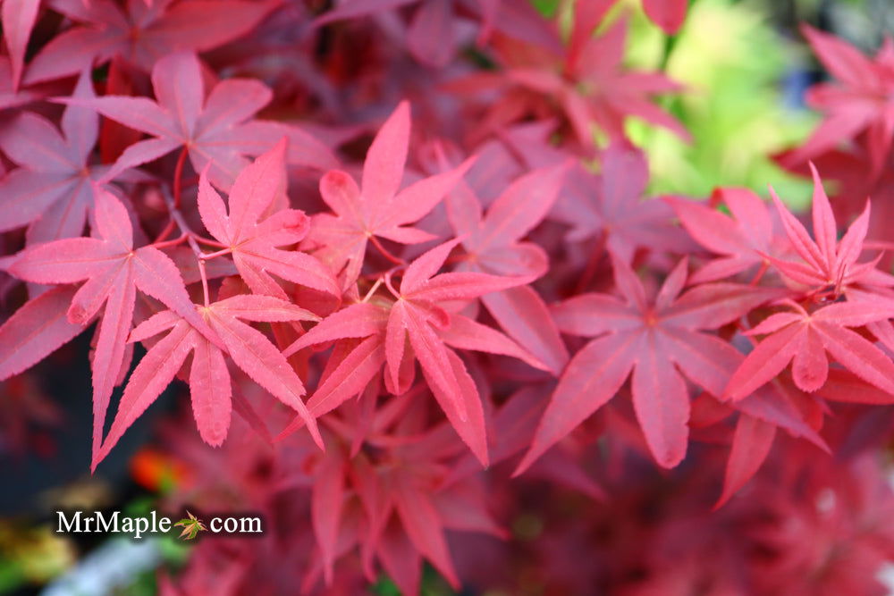 - Acer palmatum 'Twombly's Red Sentinel' Columnar Japanese Maple - Mr Maple │ Buy Japanese Maple Trees