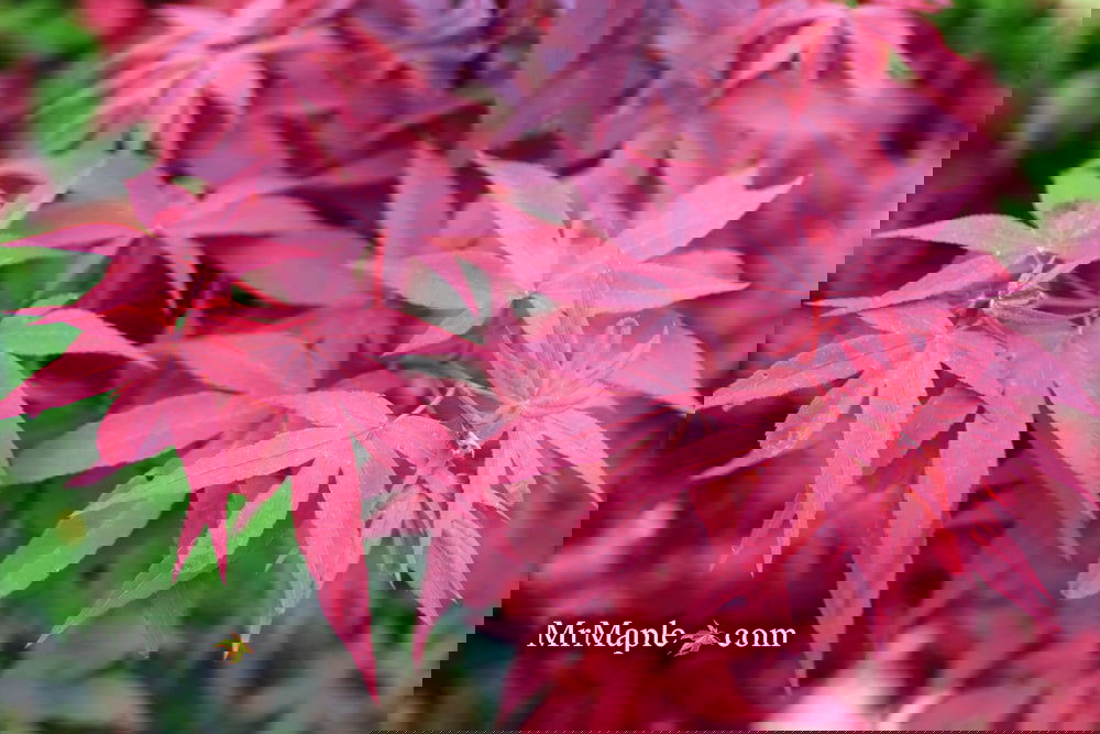 レッドモーサリアム Buy Acer palmatum 'Twombly's Red Sentinel' Columnar Japanese Maple