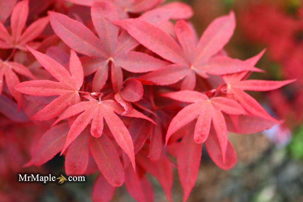 - Acer palmatum 'Twombly's Red Sentinel' Columnar Japanese Maple - Mr Maple │ Buy Japanese Maple Trees