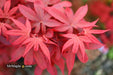 - Acer palmatum 'Twombly's Red Sentinel' Columnar Japanese Maple - Mr Maple │ Buy Japanese Maple Trees