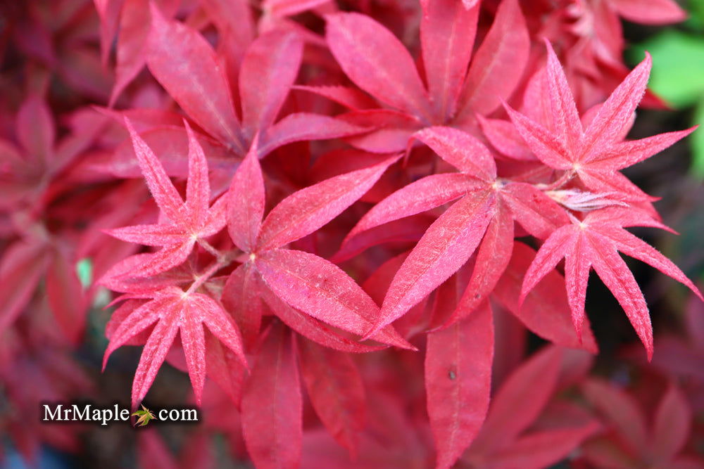 - Acer palmatum 'Twombly's Red Sentinel' Columnar Japanese Maple - Mr Maple │ Buy Japanese Maple Trees