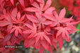 - Acer palmatum 'Twombly's Red Sentinel' Columnar Japanese Maple - Mr Maple │ Buy Japanese Maple Trees