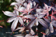 - Acer palmatum 'Twombly's Red Sentinel' Columnar Japanese Maple - Mr Maple │ Buy Japanese Maple Trees