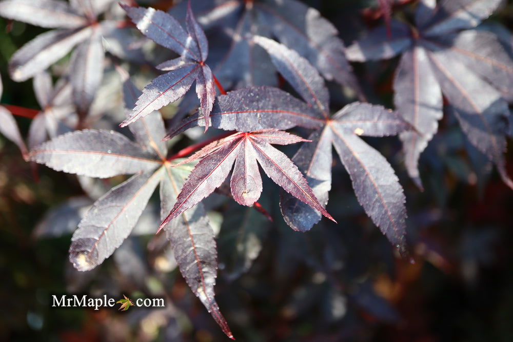 - Acer palmatum 'Twombly's Red Sentinel' Columnar Japanese Maple - Mr Maple │ Buy Japanese Maple Trees