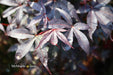 - Acer palmatum 'Twombly's Red Sentinel' Columnar Japanese Maple - Mr Maple │ Buy Japanese Maple Trees