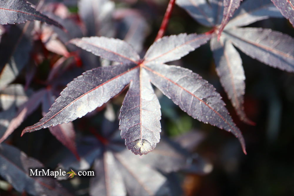 - Acer palmatum 'Twombly's Red Sentinel' Columnar Japanese Maple - Mr Maple │ Buy Japanese Maple Trees