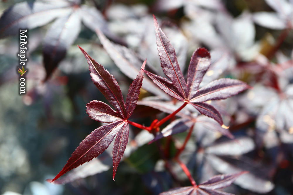 - Acer palmatum 'Twombly's Red Sentinel' Columnar Japanese Maple - Mr Maple │ Buy Japanese Maple Trees